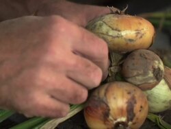 Bunch of Onions Stock Footage