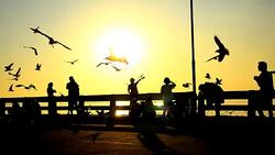 shadow of people and Seagull on a port at sunset Stock Footage