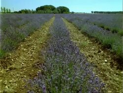 MCU lavender field, lavender sways in wind, butterfly lands on lavender Stock Footage