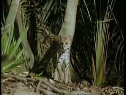 MS Margay investigating forest, Leaps in to tree, South America Stock Footage