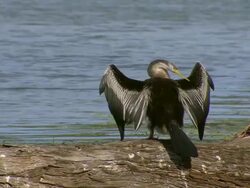 MS Bird on riverbank / Wentworth, New South Wales, Australia Stock Footage