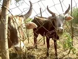 Cattle grazing Stock Footage