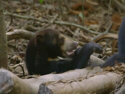 CU Sun bear relaxing, walking, standing and sniffing / Sandakan, Sabah, Malaysia Stock Footage