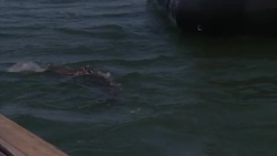 US Navy sea lions show off their protection skills during maritime exercise News Clip