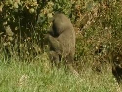 Baboon, (Papio sp.) eating on the ground, Lake Manyara, Tanzania Stock Footage