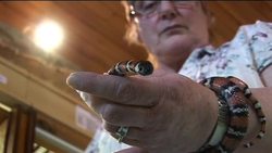 UK animal smuggling threat to reptiles News Clip