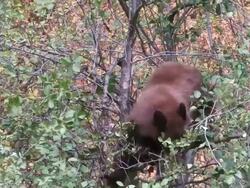 CU ZI Shot of black bear eating berries on tree / Moose, Wyoming, United States Stock Footage