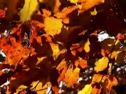 HD: Autumn leaves Stock Footage
