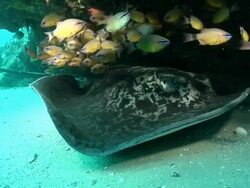 CU Shot of Ribbon tail ray hovering above sea floor under rocky ledge and observing surroundings / Matola, Maputo, Mozambique Stock Footage