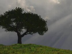 Lone Tree on a hill - with rays of Light Stock Footage