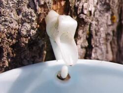 Maple Syrup Stock Footage