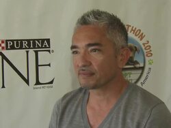 INTERVIEW: Cesar Millan at the North Shore Animal League Pet Adoptathon Weekend 2010 with Cesar Millan at Port Washington NY. (Footage by WireImage Video/GettyImages) Stock Footage