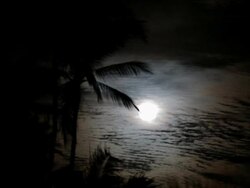 Tropical Moonlight Stock Footage