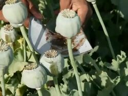 MS Man extracting the sap of the poppy / Rajasthan, India Stock Footage