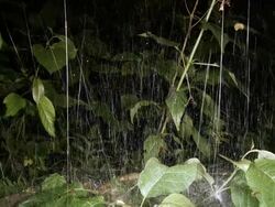 Social spiders climbing in their web at night Stock Footage
