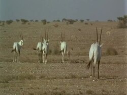 MS Arabian Oryx, Oryx leucoryx, adults and calf walking away from camera, Jiddat al Harasis desert, Oman Stock Footage