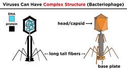 Viruses: Molecular Hijackers Instructional Video
