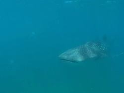 Whale shark, pass by, Mozambique  Stock Footage