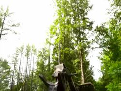 Tilt down from trees and sky to a  full shot of feller buncher on logging site. Stock Footage