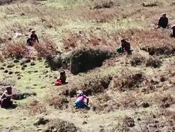 WS Collectors of sex herb at Himalayan Mountains / Durma, Banke District, Nepal Stock Footage