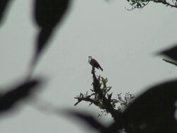 Bare-throated Bellbird Singing Stock Footage