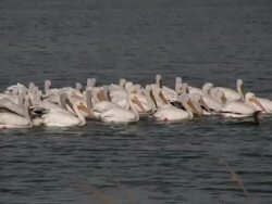 White Pelicans Swimming Stock Footage