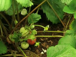 Medium Close Up static _ Strawberries ripen on a strawberry plant Stock Footage