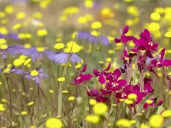 WS View of Various Namaqualand wild flowers including common felica and springbok painted petals surrounded by yellow buttons / Namaqualand, Northern Cape, South Africa Stock Footage