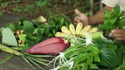 multitudinous Asian Vegetables Stock Footage