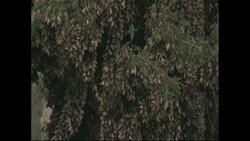 Environment Ministry comments on deforestation of monarch butterfly's forest News Clip