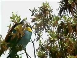 Two Bee eaters (Merops apiaster) in tree, one passes bee prey to other Sierra de Andujar, Sierra Morena, Andalucia, Spain Stock Footage