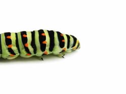 Swallowtail caterpillar Stock Footage