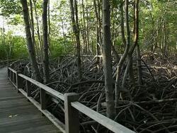 mangrove forest Stock Footage