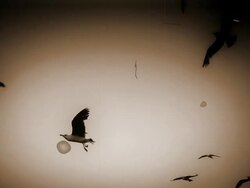 HD:Seagull Stock Footage