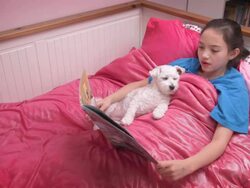 Little girl reading bedtime story to pet Stock Footage