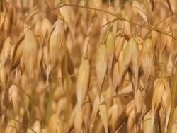 Oat - Close up Stock Footage