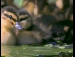CU Mallard ducklings, Anas platyrhynchos, on lily pads on river, England, UK Stock Footage