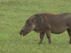 Warthog (Phacochoerus africanus) (appearing to talk), Garamba NP, Congo Stock Footage