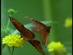 High Speed - CU Florida Queen Butterflies (Danaus gilippus) during courtship, USA Stock Footage
