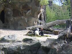 Porcelain model of polar bear presented News Clip