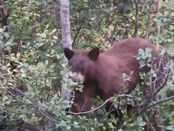 CU Shot of black bear eating berries on tree / Moose, Wyoming, United States Stock Footage