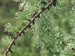 HD: Morning dew Stock Footage