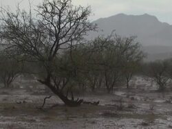 Very heavy rain falling on desert floor, Sonoran Desert, Arizona, USA. Stock Footage