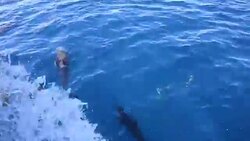 Pacific Common Dolphins Bow Riding Stock Footage