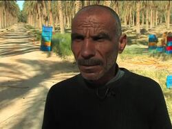 Tunisia''s Deglet Nour date industry News Clip
