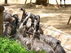 emu in the zoo Stock Footage