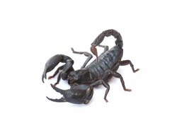 black scorpion Stock Footage