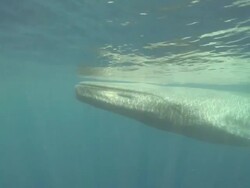 MS Blue whale swimming in underwater / Mirissa, Southern province, Sri Lanka   Stock Footage