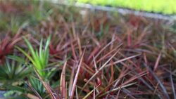 HD Panning: Nursery tree reproduction Stock Footage