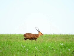 HD:Deer in the nature Stock Footage